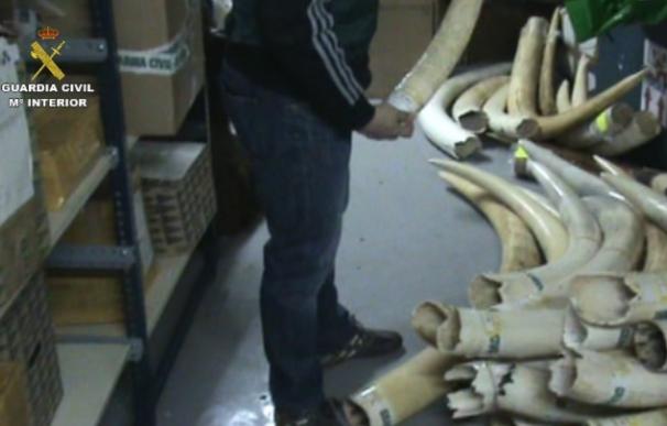 La Guardia Civil se incauta de 74 colmillos de elefante que se pretendían regularizar de forma fruadulenta