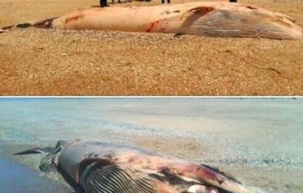 Mesa de la Ría critica "el abandono" del cadáver de la ballena en la playa del Espigón tras ser devuelta al mar