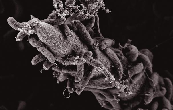 Las bacterias del cólera apuñalan y envenenan a sus enemigos a tasas predecibles