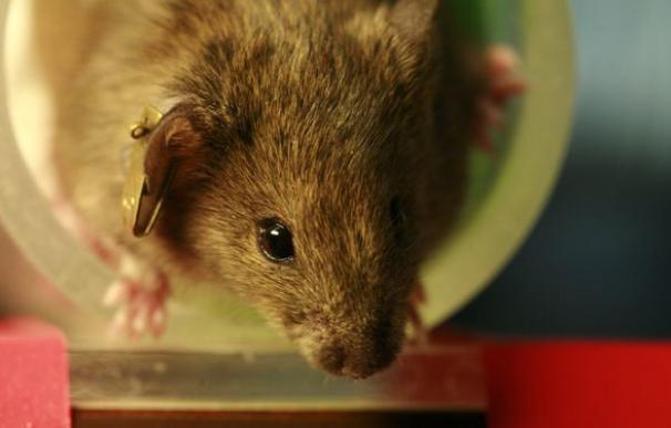 Los ratones infestaron los asentamientos humanos hace 15.000 años en Oriente Medior