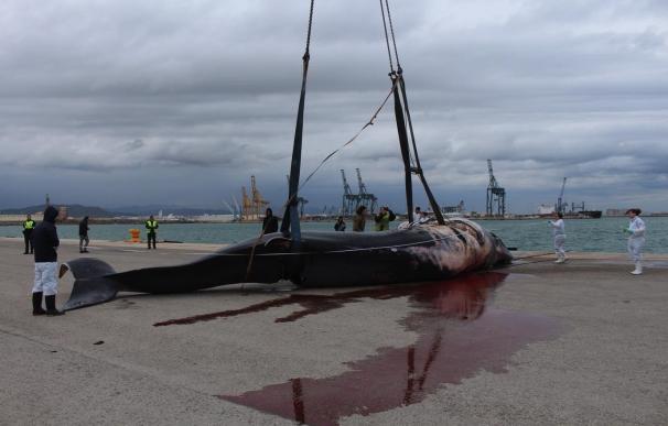 Empresas autorizadas por la APV eliminarán el cuerpo del cachalote hallado muerto en el Puerto de Sagunto