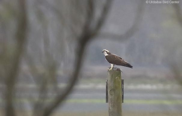 Regresa a Urdaibai la primera águila pescadora de este año, que fue liberada en 2013