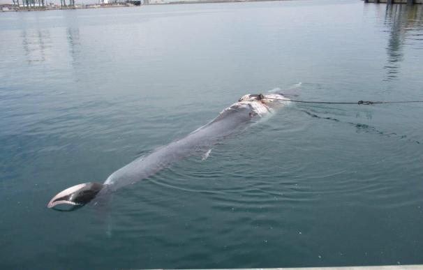 Encuentran un cachalote muerto de 12 metros en el puerto de Sagunto (Valencia)