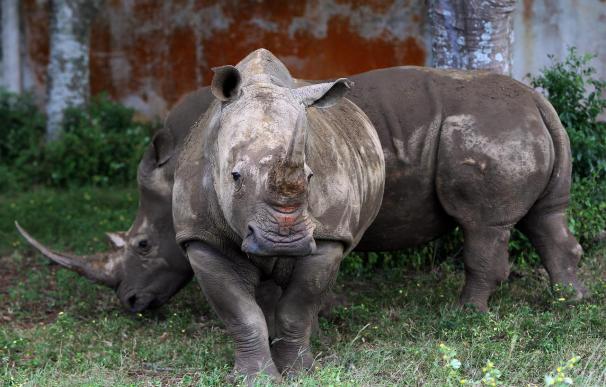 El cuerno de rinoceronte, muy apreciado en lugares como Vietnam.