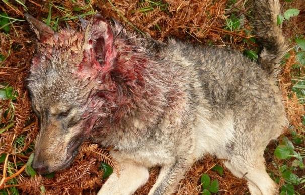 ONG ambientales exigirán este domingo en Madrid la protección del lobo ibérico y evitar matanzas