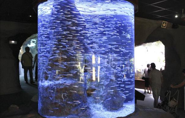 El Aquarium de Donostia, primero en Europa que mantiene la anchoa en cautividad