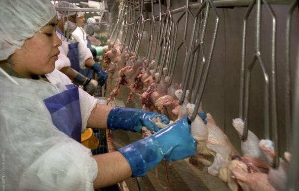 Los trabajadores avícolas de EEUU usan pañales porque tienen prohibido ir al baño