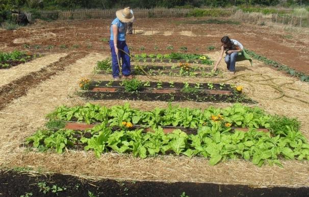 Un error deja fuera de una convocatoria de ayudas del Gobierno de Canarias a veinte jóvenes agricultores