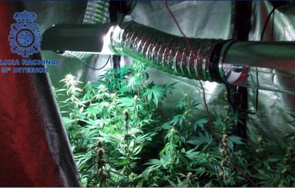 Detienen a una pareja de jóvenes en Torrent por cultivar en su casa 35 plantas de marihuana
