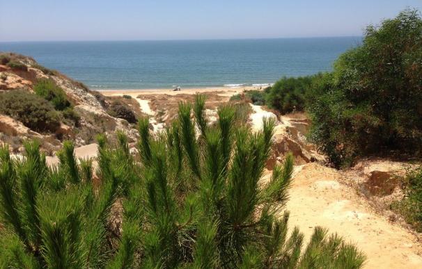 Las aguas de baño de las playas andaluzas se encuentran dentro de los niveles de calidad establecidos