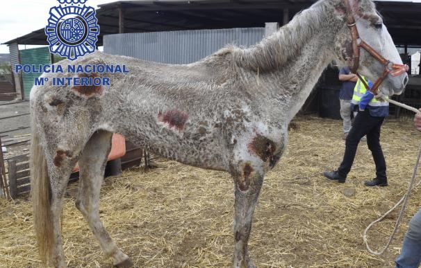 Detenidos los propietarios de 22 caballos y cuatro perros "desnutridos y en estado de abandono" (Málaga)
