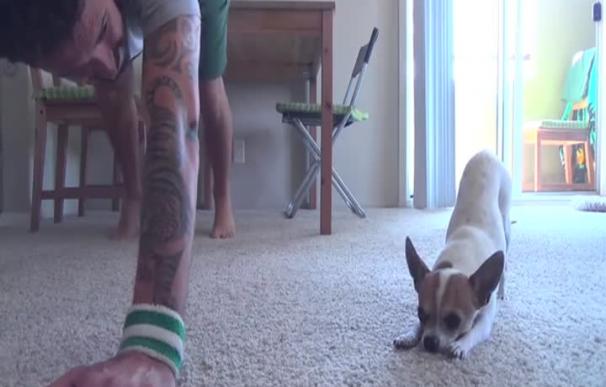 Este perro es tan obediente que hasta hace yoga