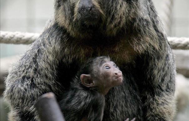 GranSimio pide que se revise la situación de los grandes simios en cautividad