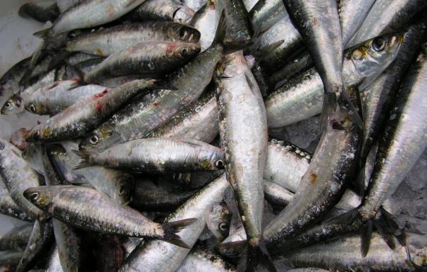 España agota sus recursos propios de pescado para 2016 este martes 10 de mayo, un día más tarde que en 2015