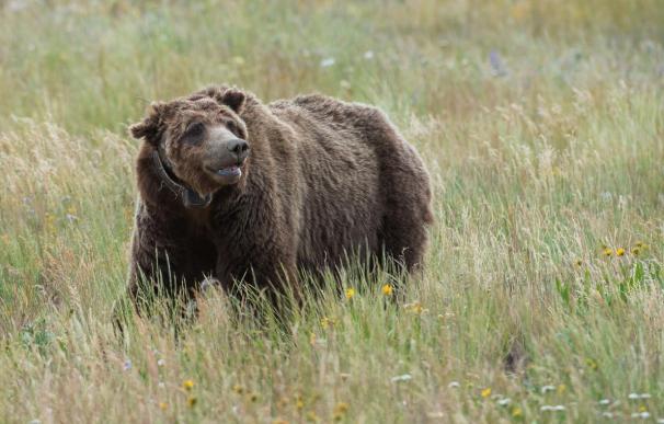 Unos furtivos matan a 'Scarface', el oso más famoso del parque Yellowstone (Estados Unidos)