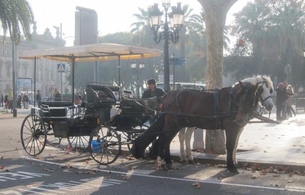La Eurocámara pide medidas para mejorar el bienestar y protección de caballos