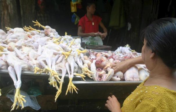 Sacrificio masivo de pollos por un supuesto brote de gripe aviar en Birmania