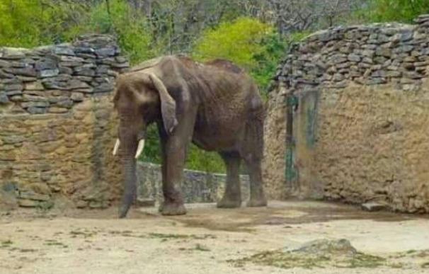 Caracas se moviliza ante Ruperta, un elefante desnutrido del zooc