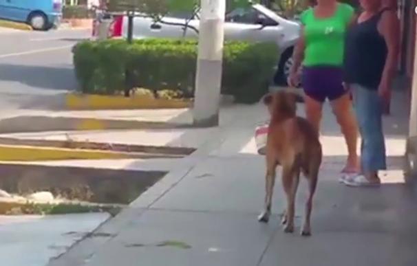 Un perro pidiendo agua con un cubo por la sequía en Perú emociona a las redes