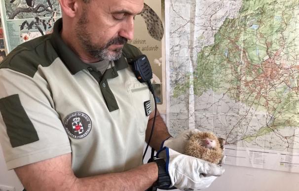 Agentes Forestales hallan en Guadarrama un erizo de una especie prohibida en España, el pigmeo africano