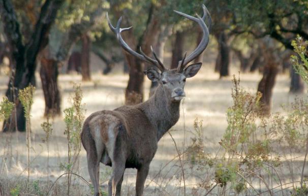 Los ciervos muertos en la provincia de Zamora ascienden a 79 en 13 días