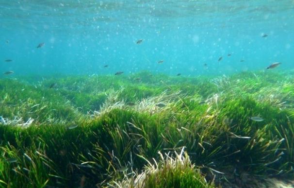 Ibiza implanta un sistema de recogida sostenible de la posidonia en las playas