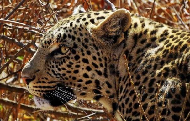 El leopardo ha perdido un 75% de su área de distribución histórica, según un estudio