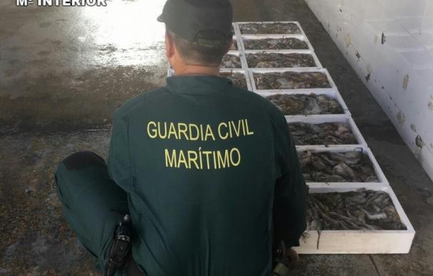 Intervienen 150 kilos de pulpo inmaduro en la bodega de un barco en Torrevieja