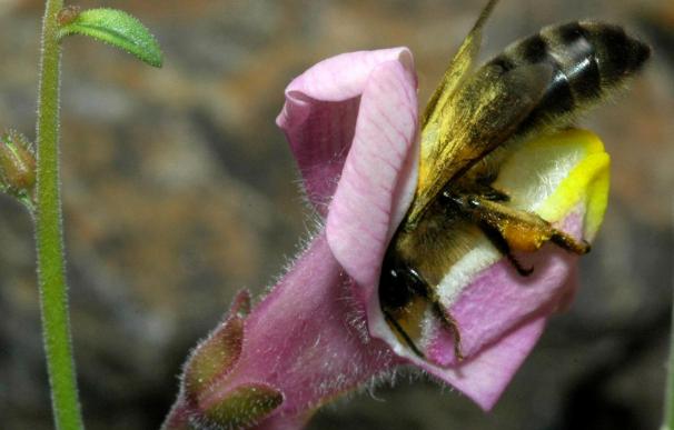 Las abejas vencen a la flor más hermética del mundo
