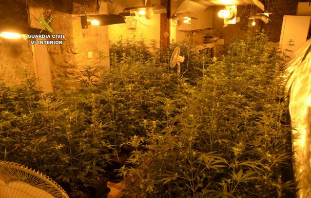 Intervenidas 1.600 plantas de marihuana en una plantación indoor en la Penilla de Villafufre