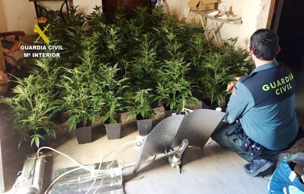 Detenida una mujer por cultivar 50 plantas de marihuana en Moncofa