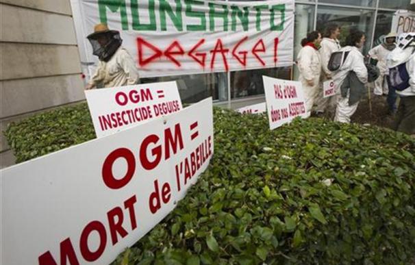 París veda de nuevo los cultivos de maíz transgénico de Monsanto