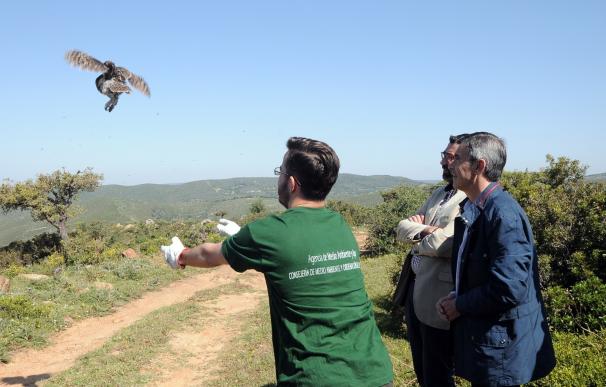 La Junta libera en la provincia dos ejemplares de águila calzada llegados desde Bélgica