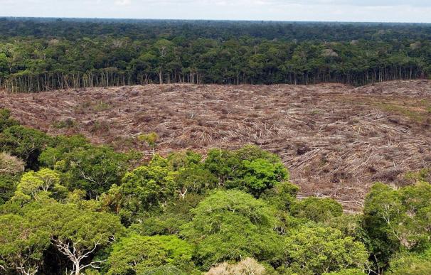 Expertos mundiales debatirán en Cáceres el papel de los árboles como freno al cambio del clima