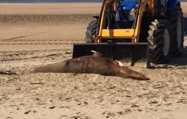 Aparece muerta una cría de ballena en Nueva Umbría, el cuarto cetáceo hallazgo en una semana en la costa