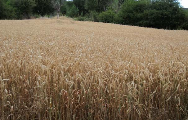 UAGA prevé una cosecha de cereales similar a la de 2015