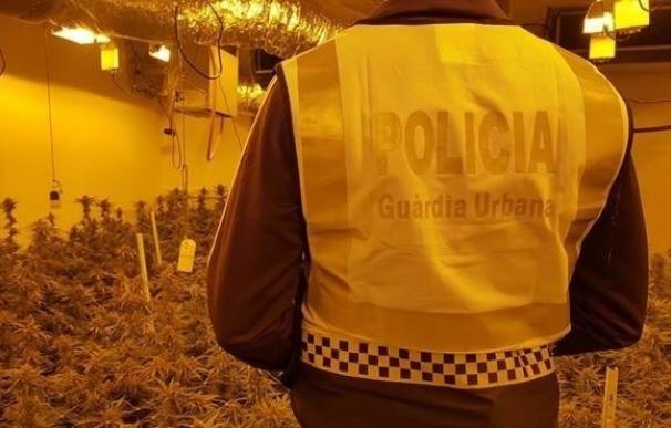 La Urbana interviene una plantación de marihuana en Barcelona de unas 400 plantas