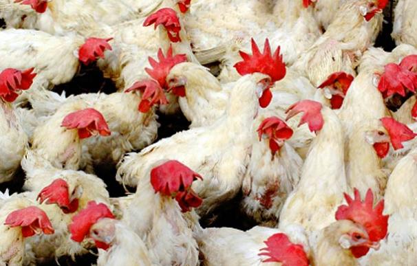 Brasil exporta a Irak 4,5 kilos de pollo por cada iraquí