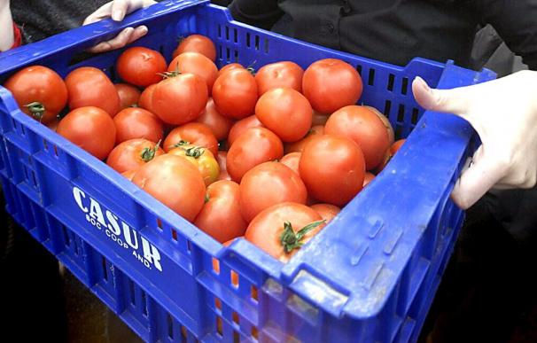 Agricultores de Francia y España denuncian que Marruecos incumple los acuerdos sobre el tomate