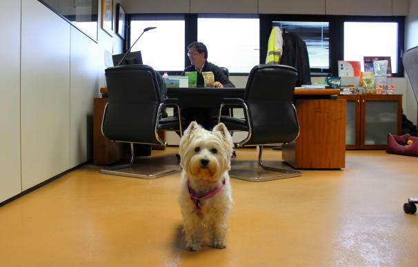 Purina lanza Pets@Work, un programa para la convivencia con mascotas en la oficina