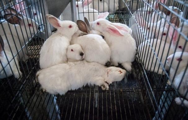 Igualdad Animal pide a los europarlamentarios que voten a favor de prohibir la cría de conejos en jaulas en Europa