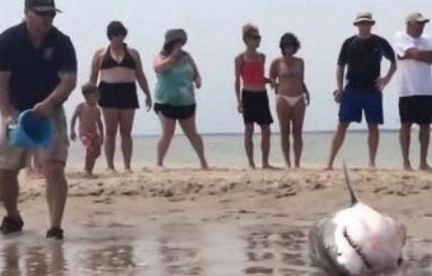 Tiburón varado en la playa