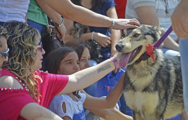 Un total de 11 perros encuentran nuevo hogar en el desfile solidario AUPA-Bioparc