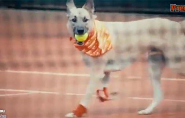 Perros abandonados se convierten en recogepelotas por un día en el Abierto de Tenis de Brasil