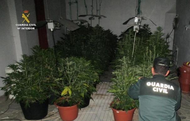 Dos detenidos en Fabero (León) por el cultivo y distribución de marihuana e intervenidas 35 plantas