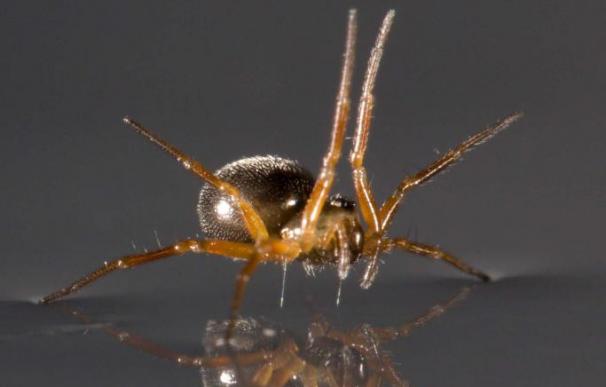 Revelan el mecanismo que siguen las arañas para poder nadar, uno de los secretos desconocidos de la naturaleza