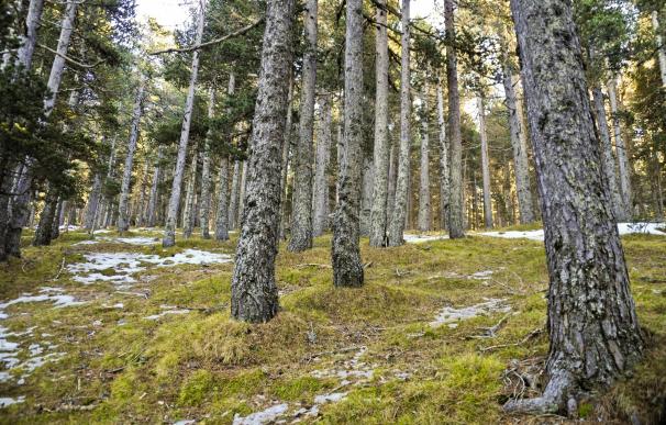 El bosque de pino negro más meridional de Europa, en la Sierra de Gúdar, es cartografiado por el Gobierno de Aragón