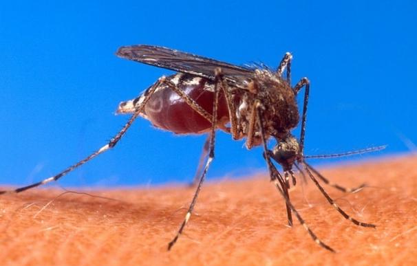 Una combinación de fármacos vence al dengue y el ébola en ratones