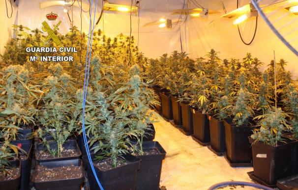 Intervenidas 448 plantas de marihuana en dos plantaciones 'indoor' en Caranceja y Cabezón