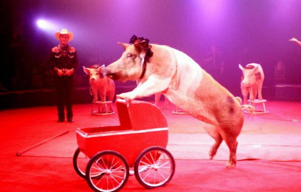 Panamá prohíbe los circos y espectáculos con animales silvestres